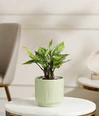 Snow White aglaonema