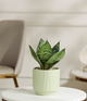 Green Lotus Snake Plant