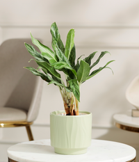Calathea White Plant