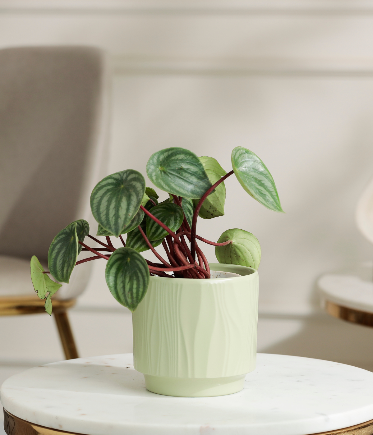 Watermelon Peperomia