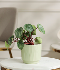 Watermelon Peperomia