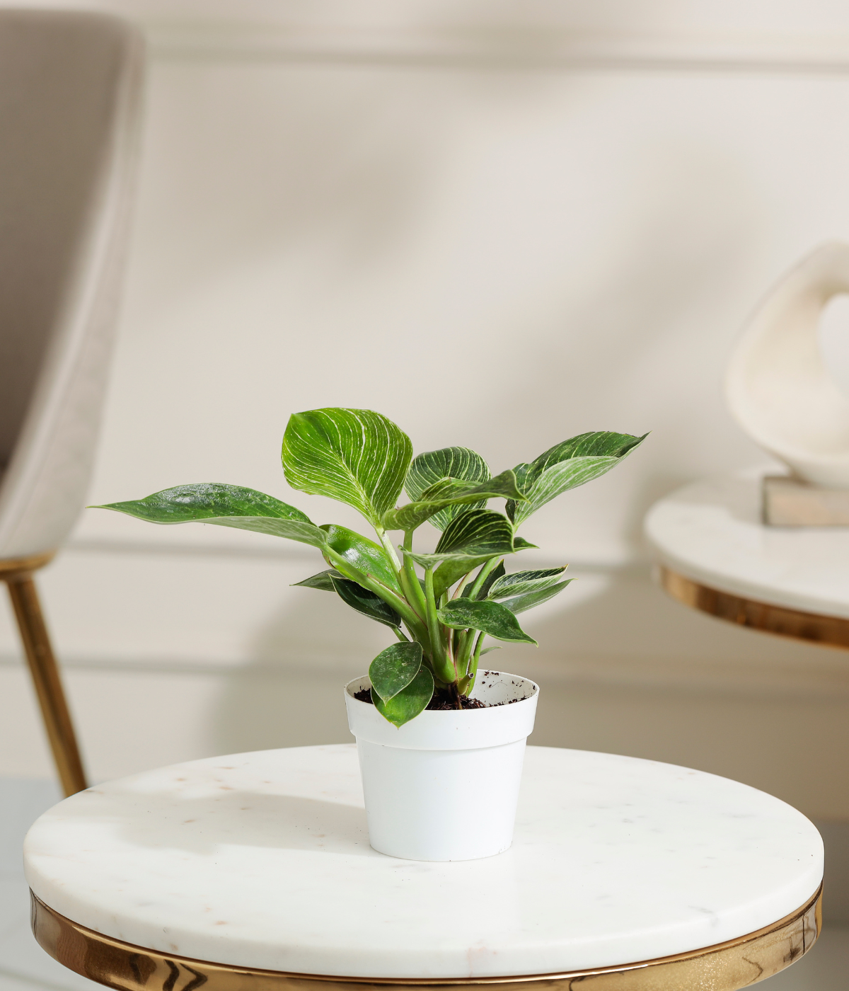 Philodendron Birkin
