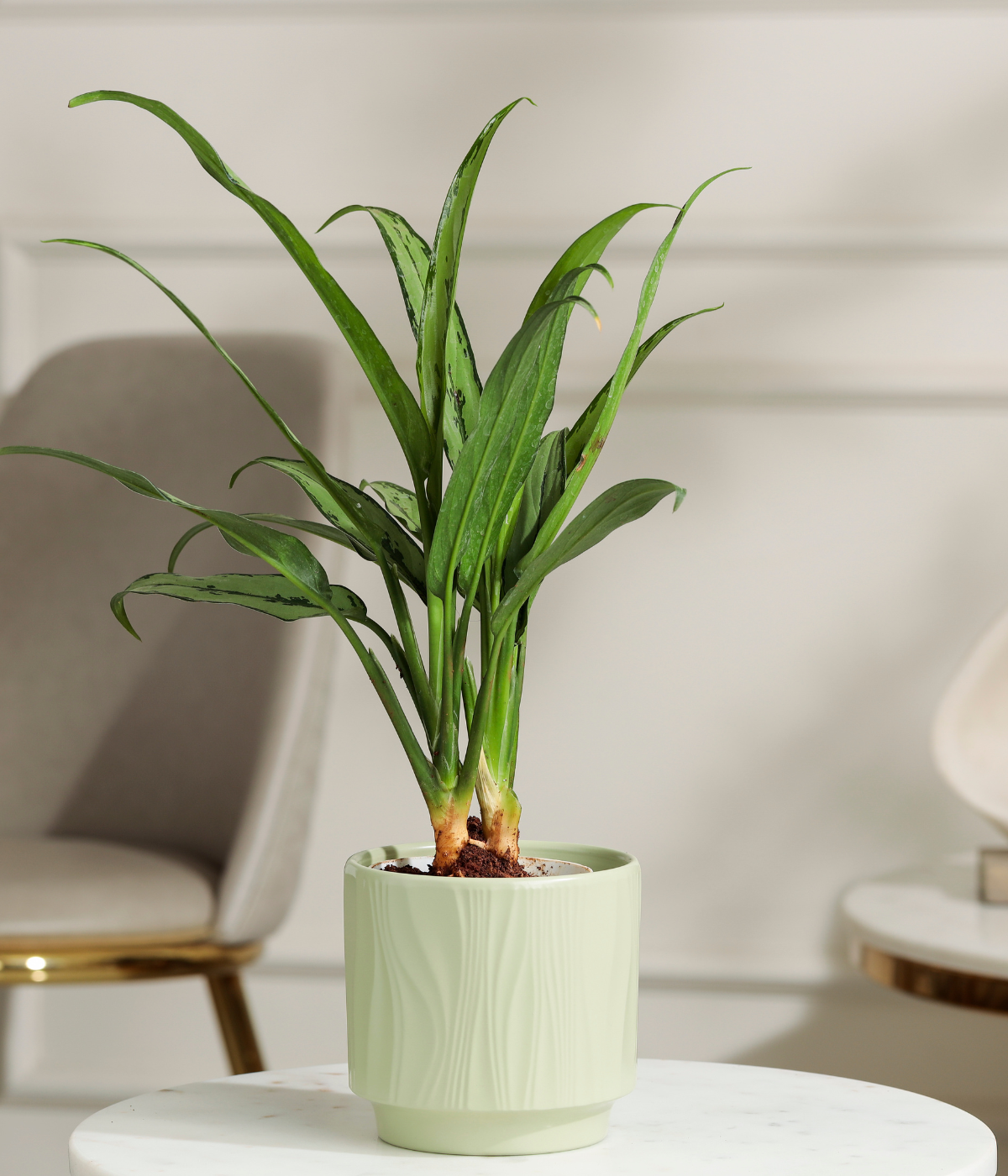 Pin Strip Birkin Plant