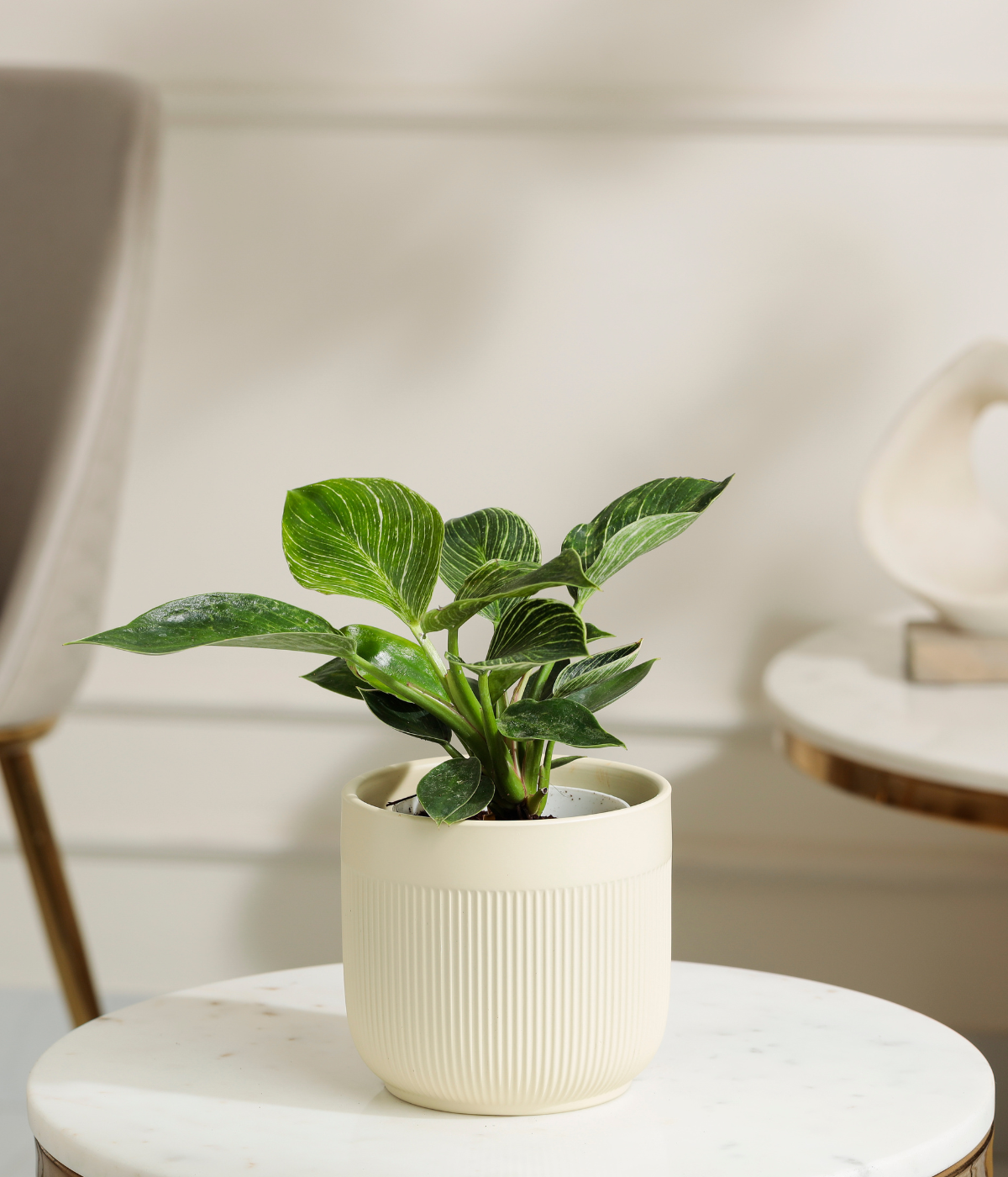 Philodendron Birkin