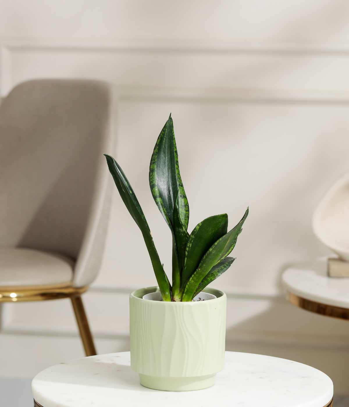 Green Snake Plant