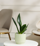 Green Snake Plant