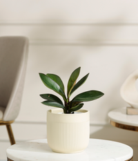 Peperomia Clusifolia