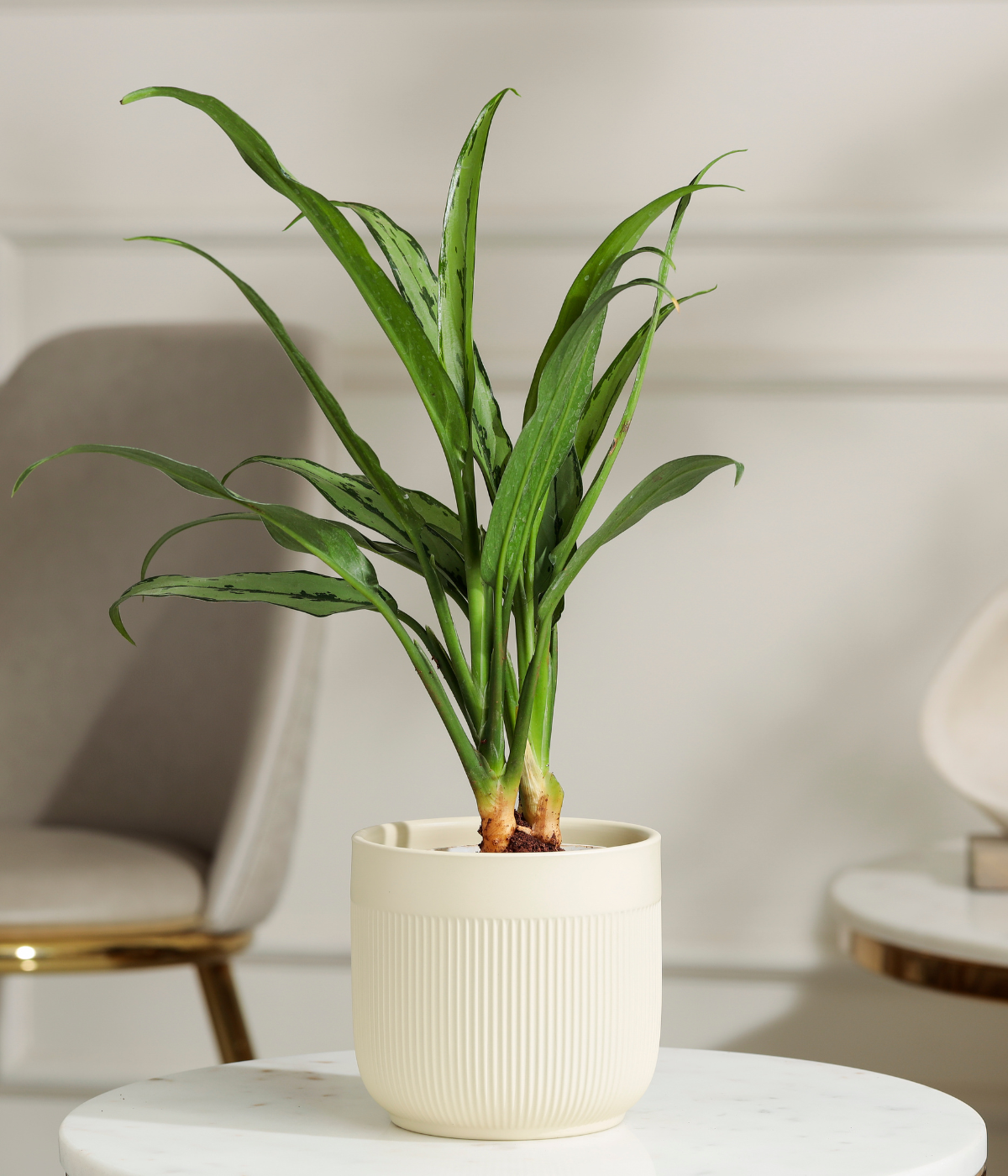 Pin Strip Birkin Plant