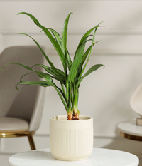 Pin Strip Birkin Plant