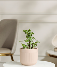 Jade Mini Plant