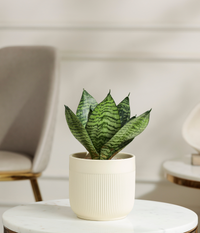 Green Lotus Snake Plant