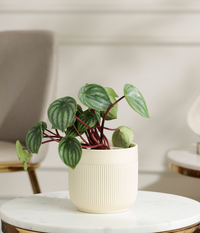 Watermelon Peperomia