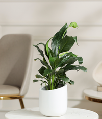 Peace Lily Plant