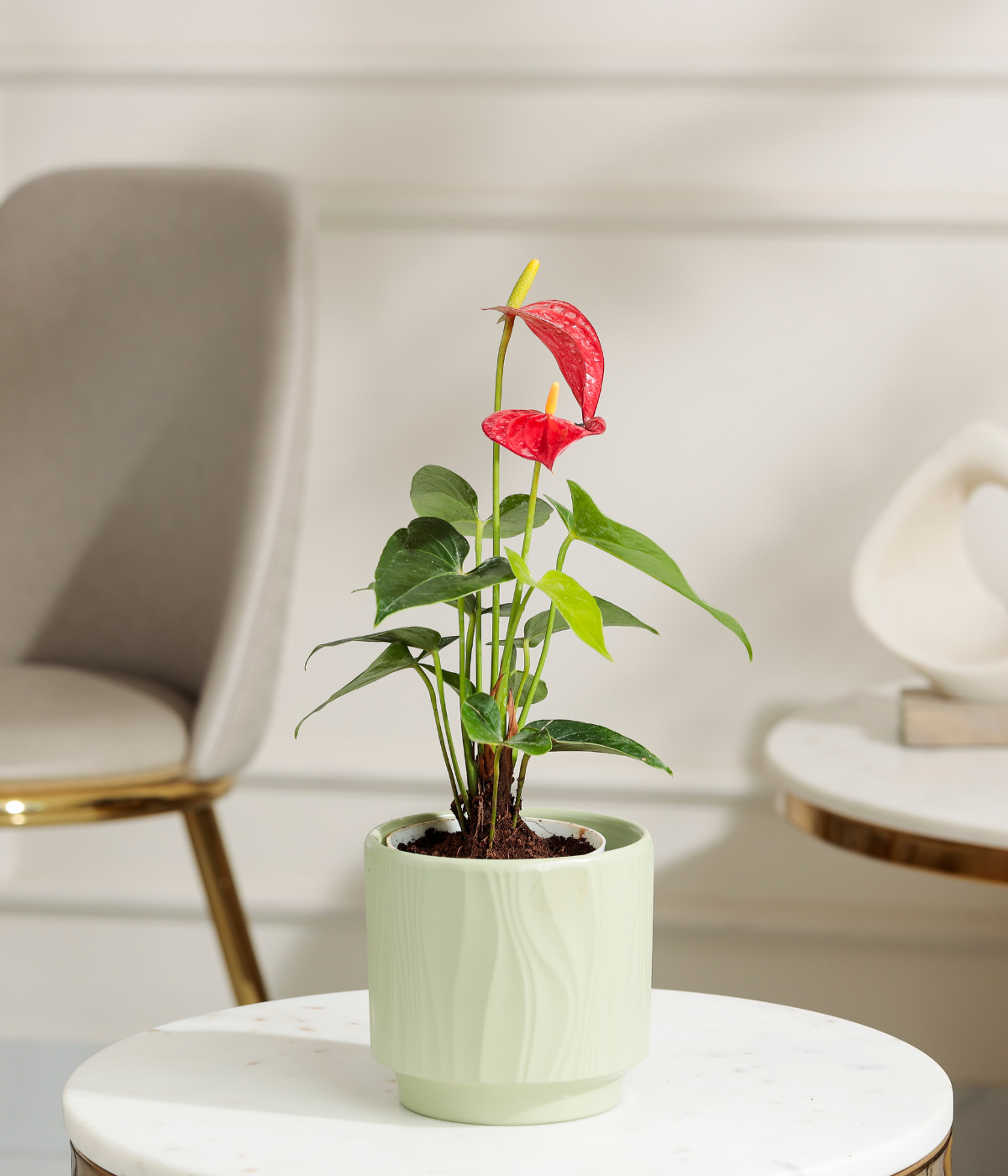 Red Anthurium Plant