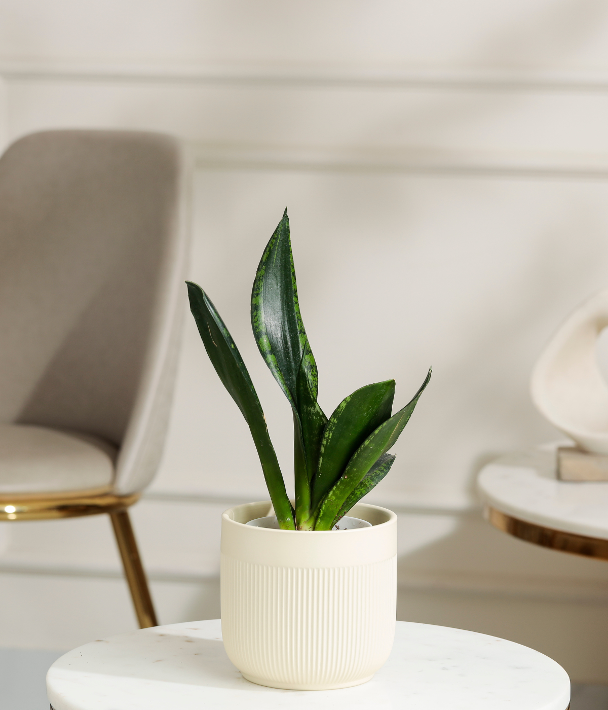 Green Snake Plant