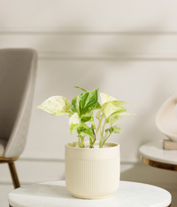 Marble Money Plant