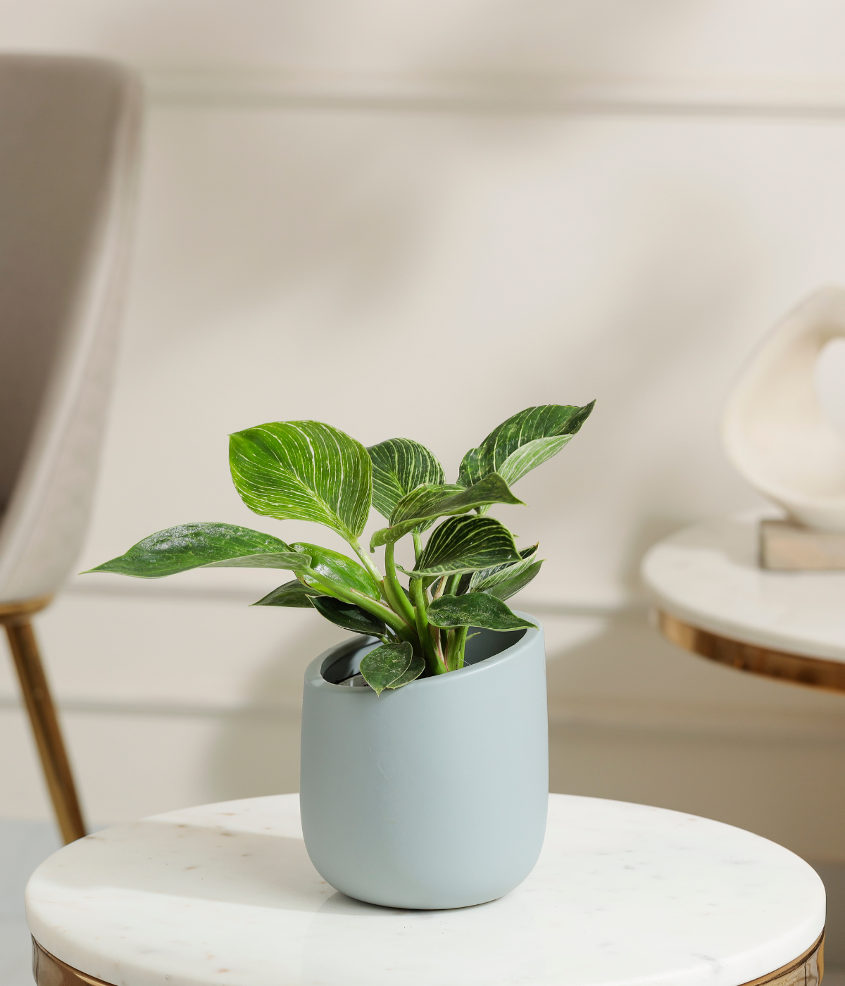 Philodendron Birkin