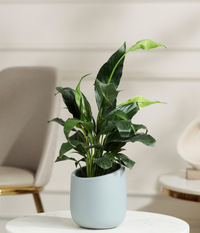 Peace Lily Plant