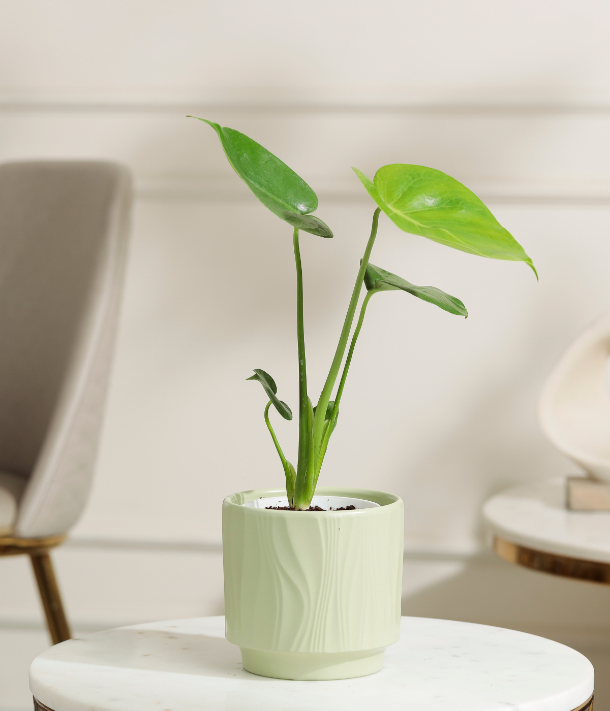 Baby Monstera