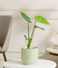 Baby Monstera