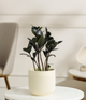 Black ZZ Plant