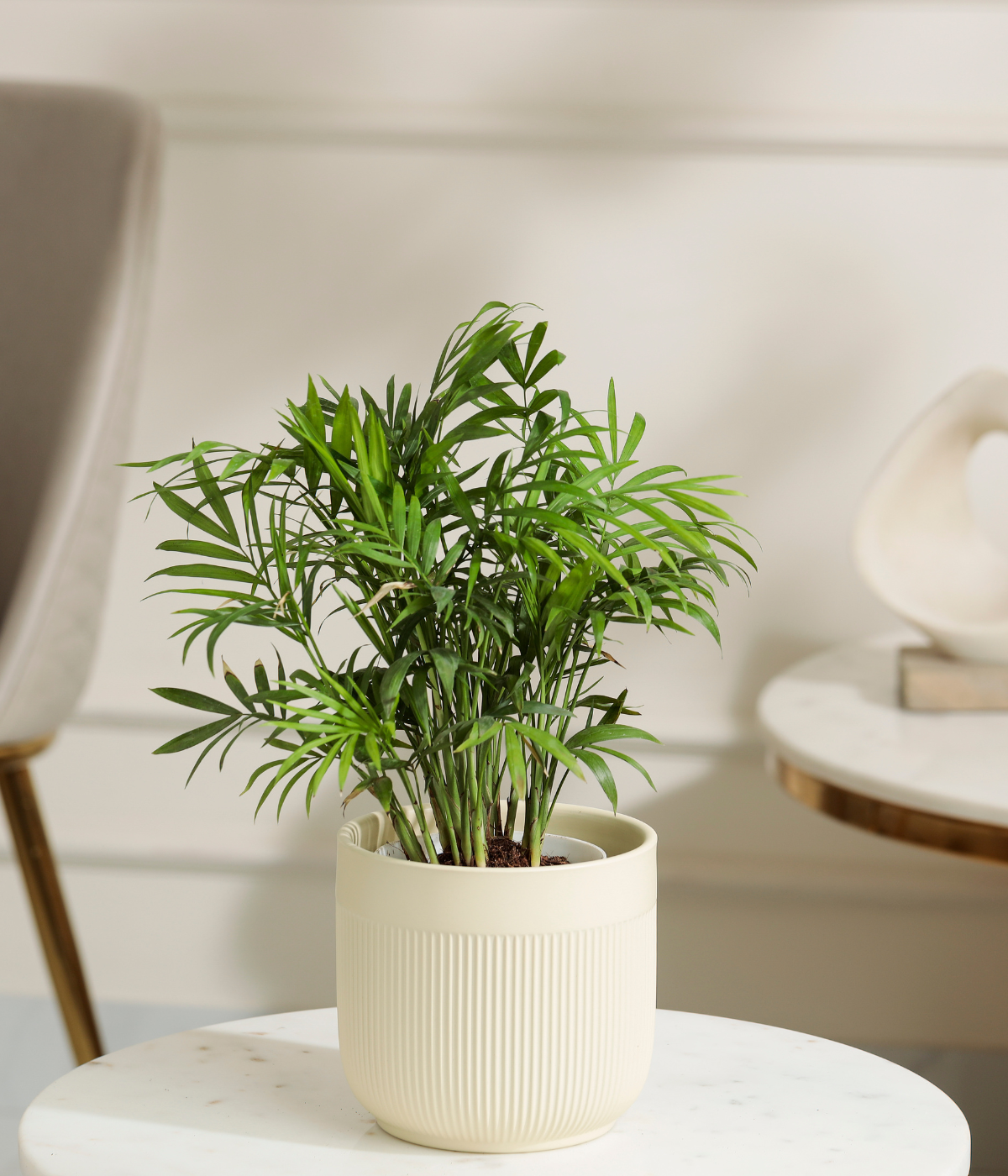 Bamboo Palm Plant