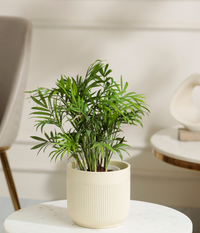 Bamboo Palm Plant