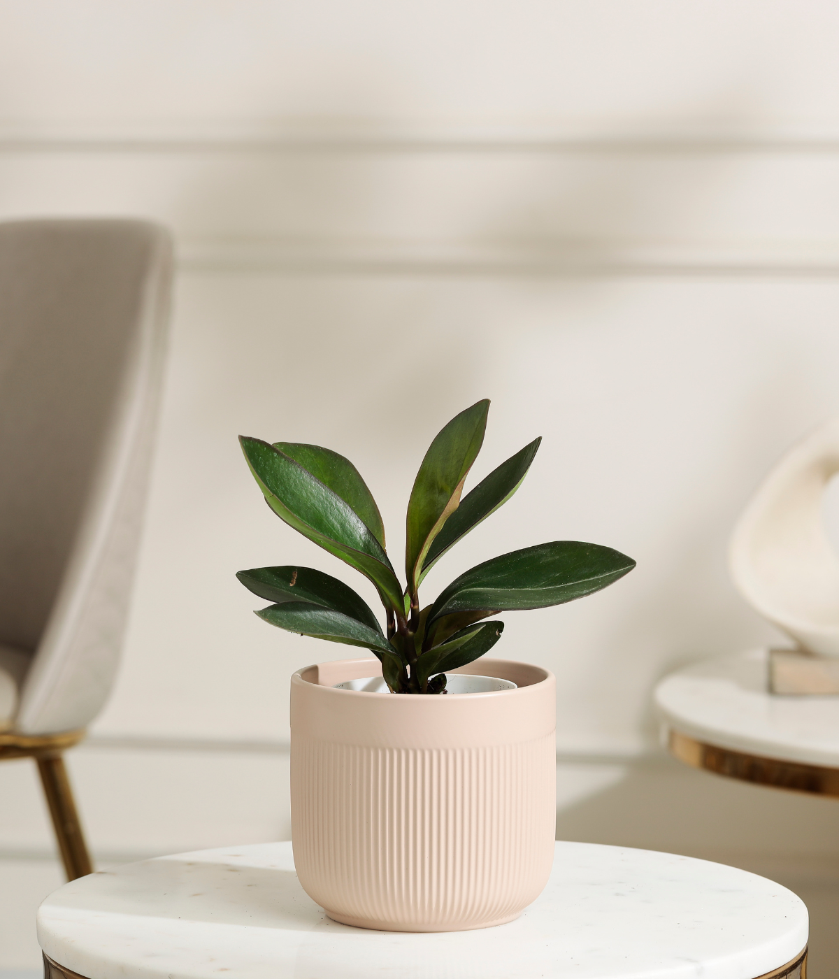 Peperomia Clusifolia