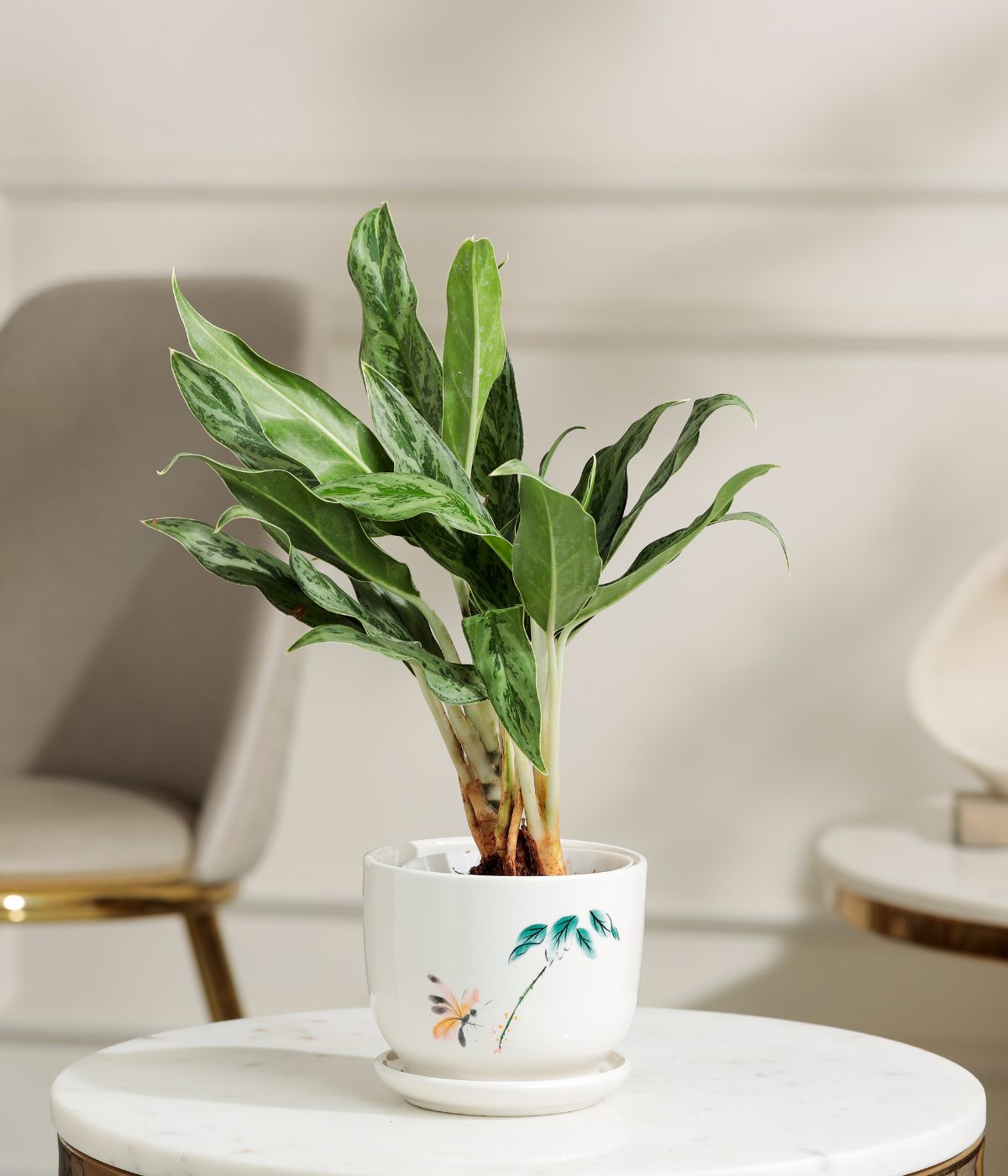 Calathea White Plant