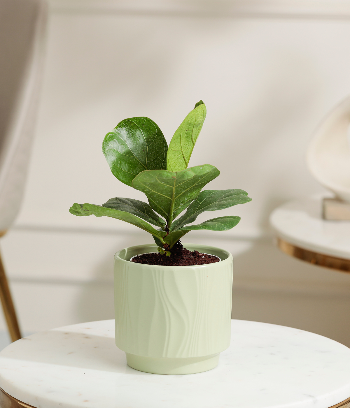 Fiddle Fig Plant