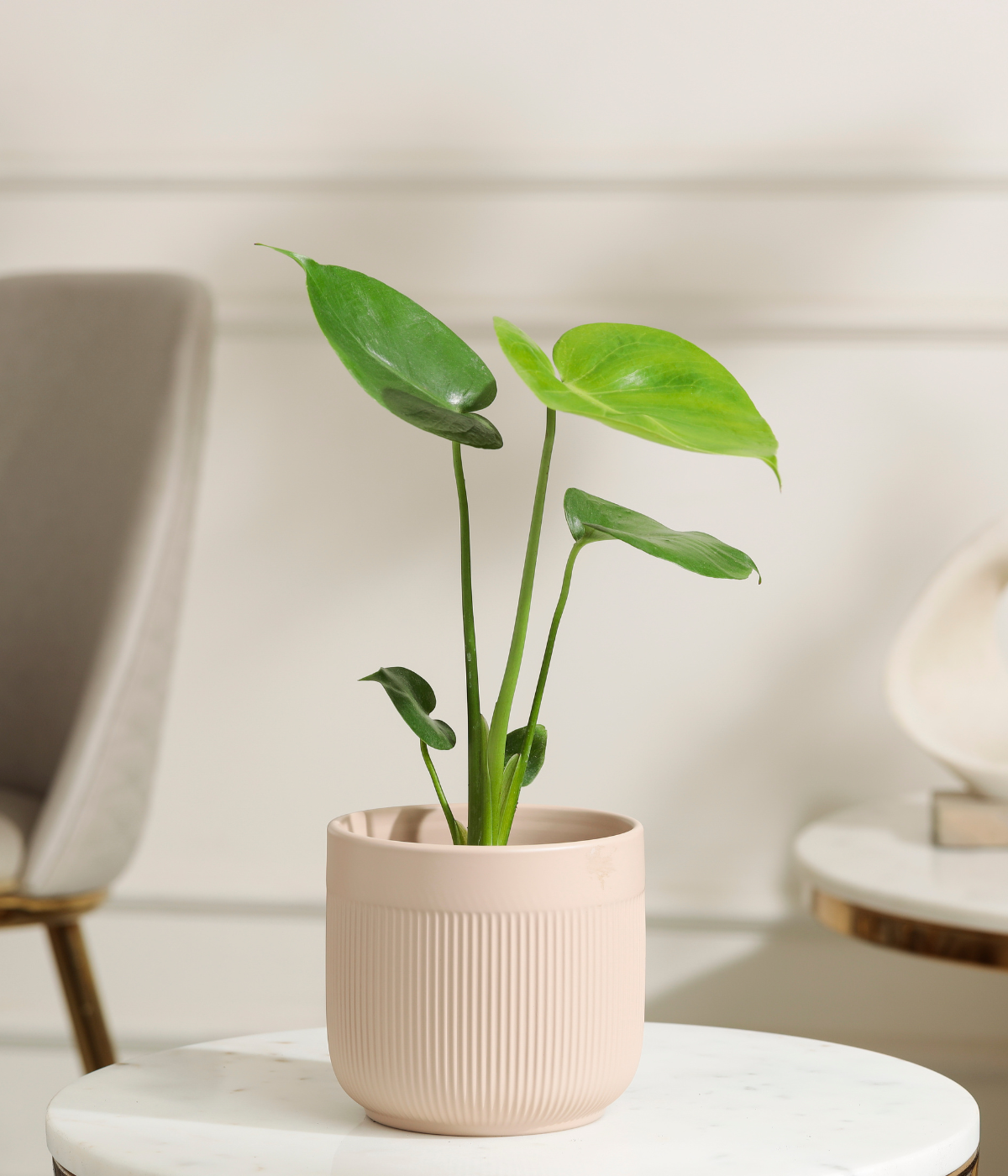 Baby Monstera