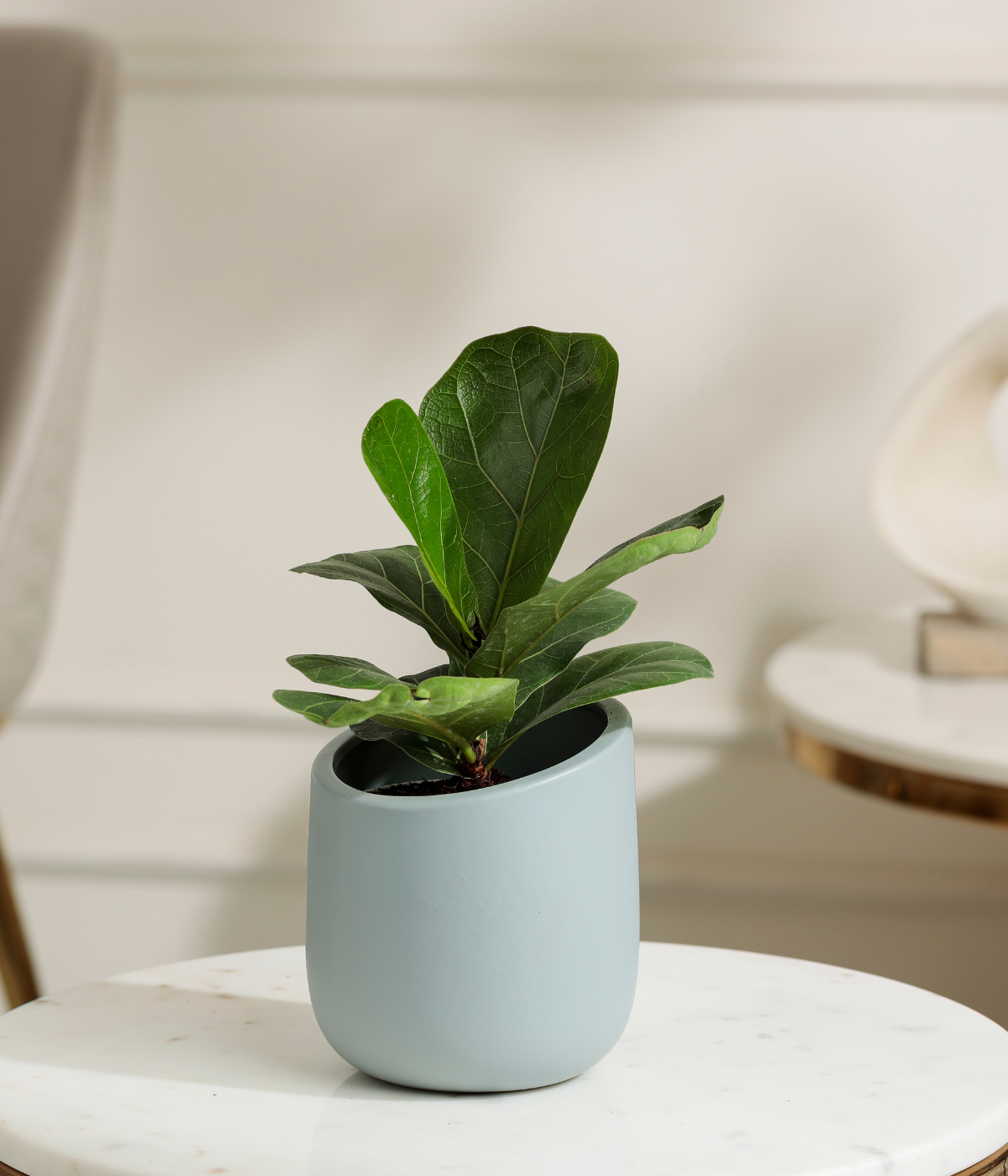 Fiddle Fig Plant