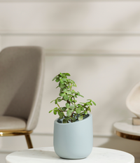 Jade Mini Plant