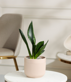 Green Snake Plant