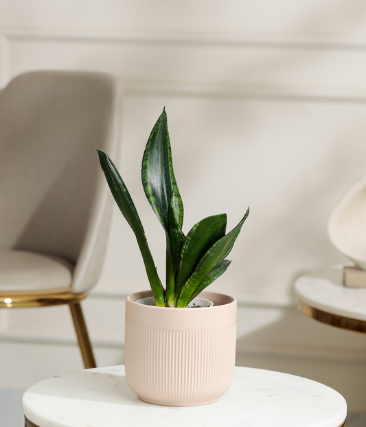 Green Snake Plant