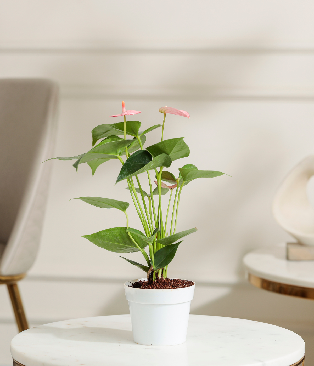 anthurium price in chennai Pink Anthurium – Tiny Trees