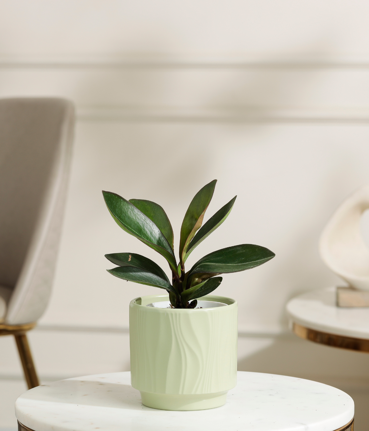 Peperomia Clusifolia