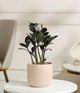 Black ZZ Plant