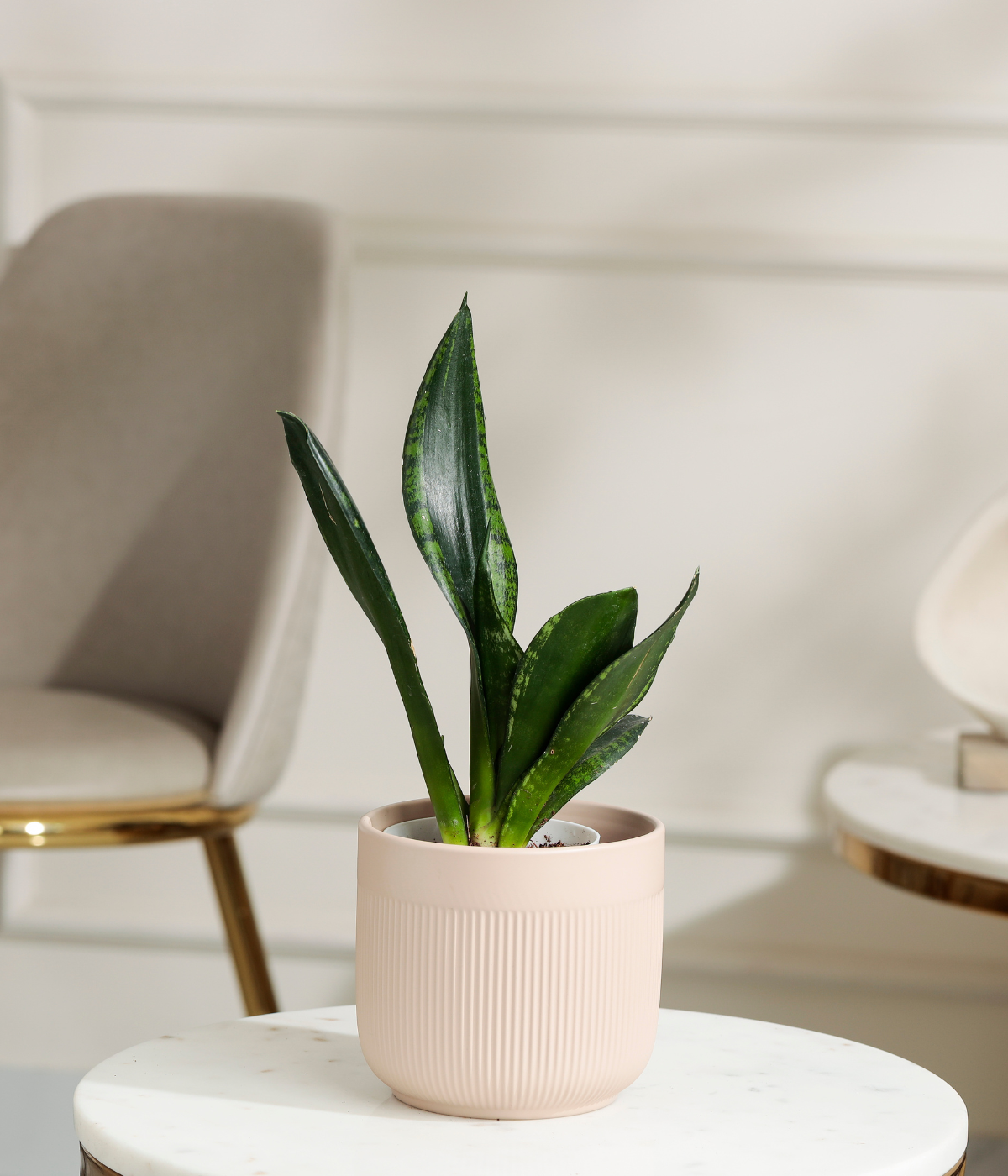 Green Snake Plant