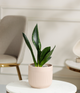 Green Snake Plant