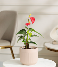 Red Anthurium Plant