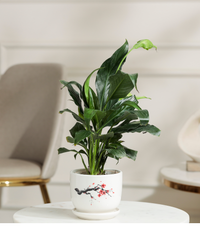 Peace Lily Plant