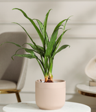 Pin Strip Birkin Plant