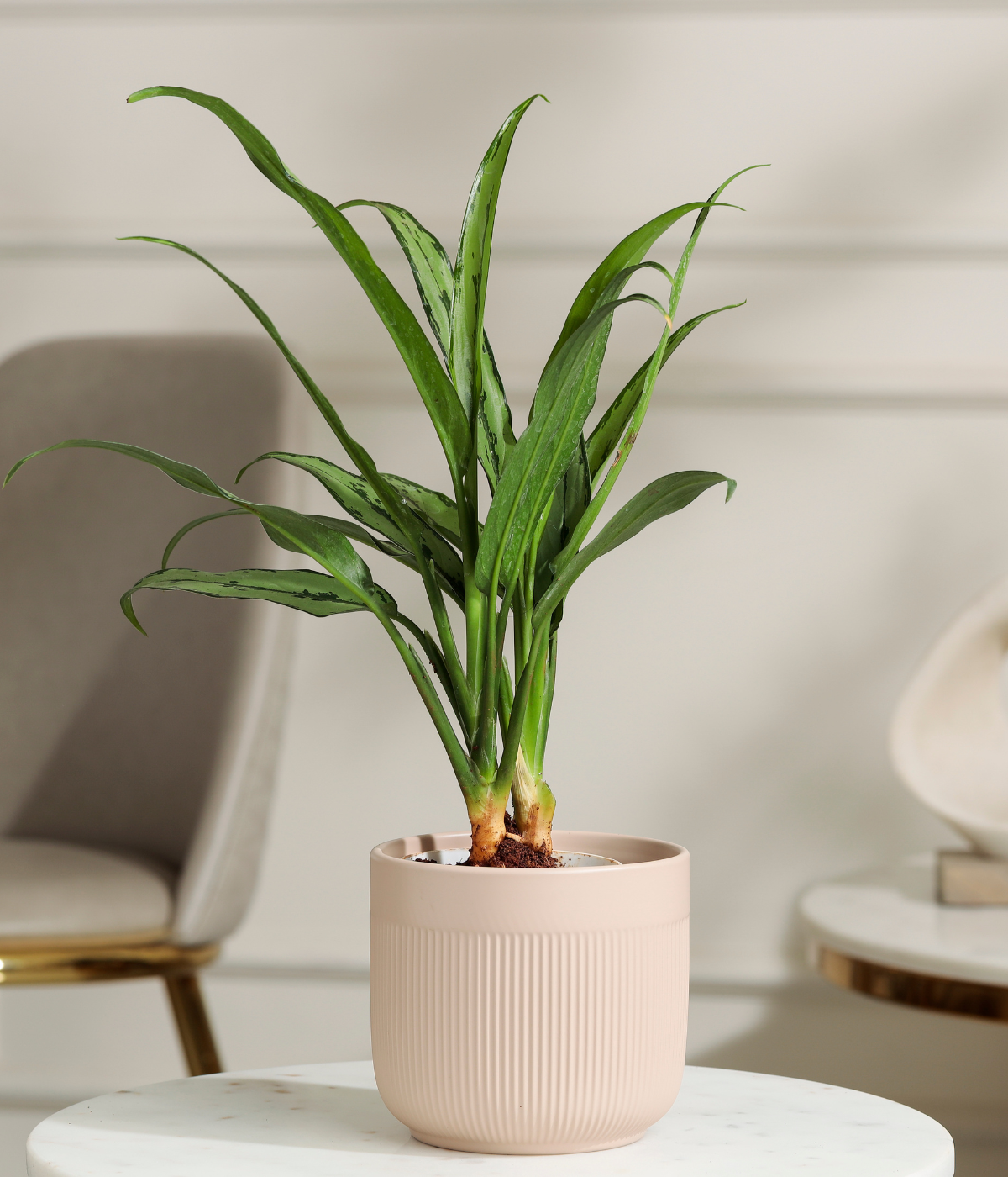 Pin Strip Birkin Plant