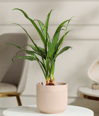 Pin Strip Birkin Plant