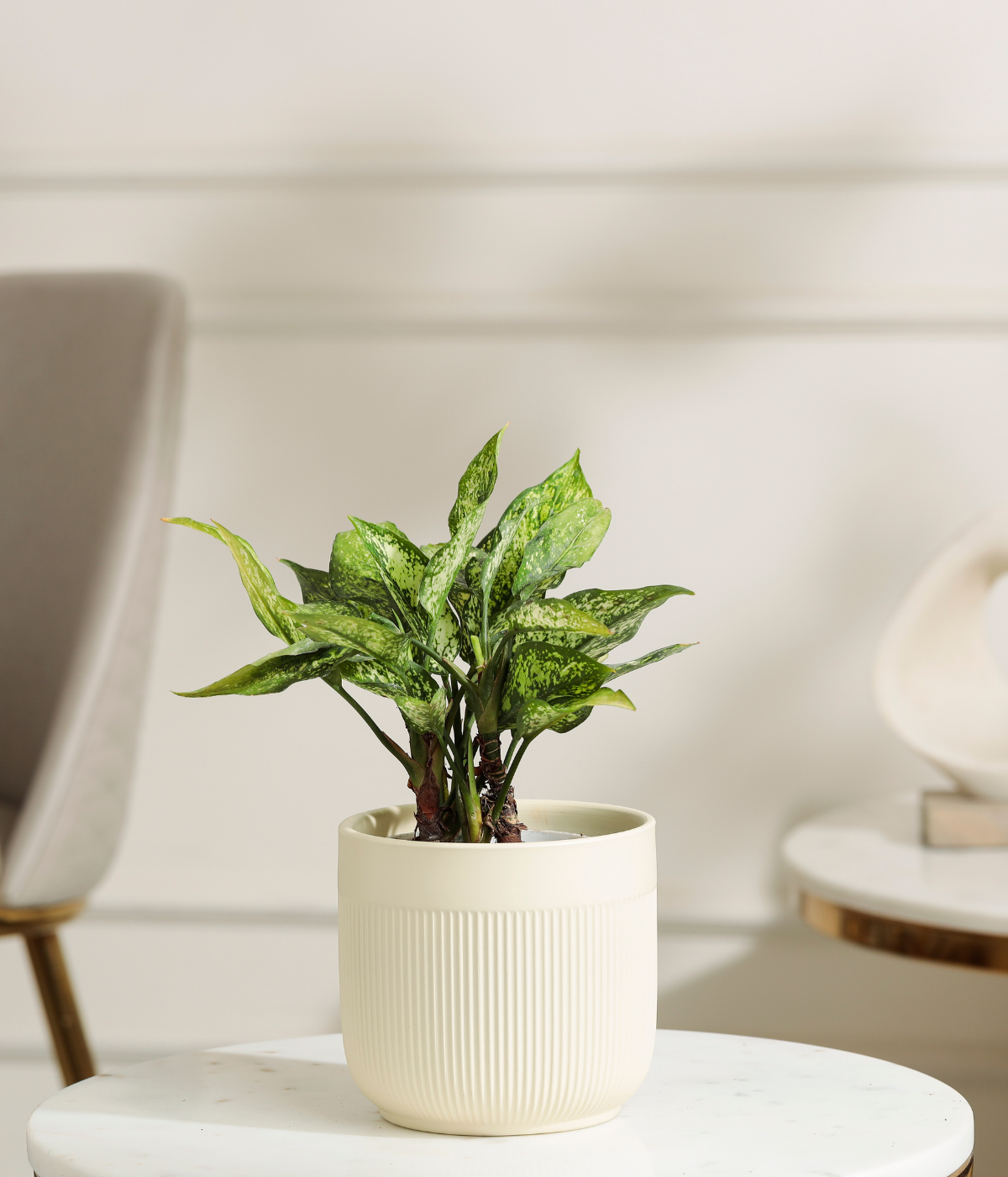 Snow White aglaonema