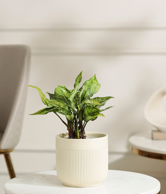 Snow White aglaonema