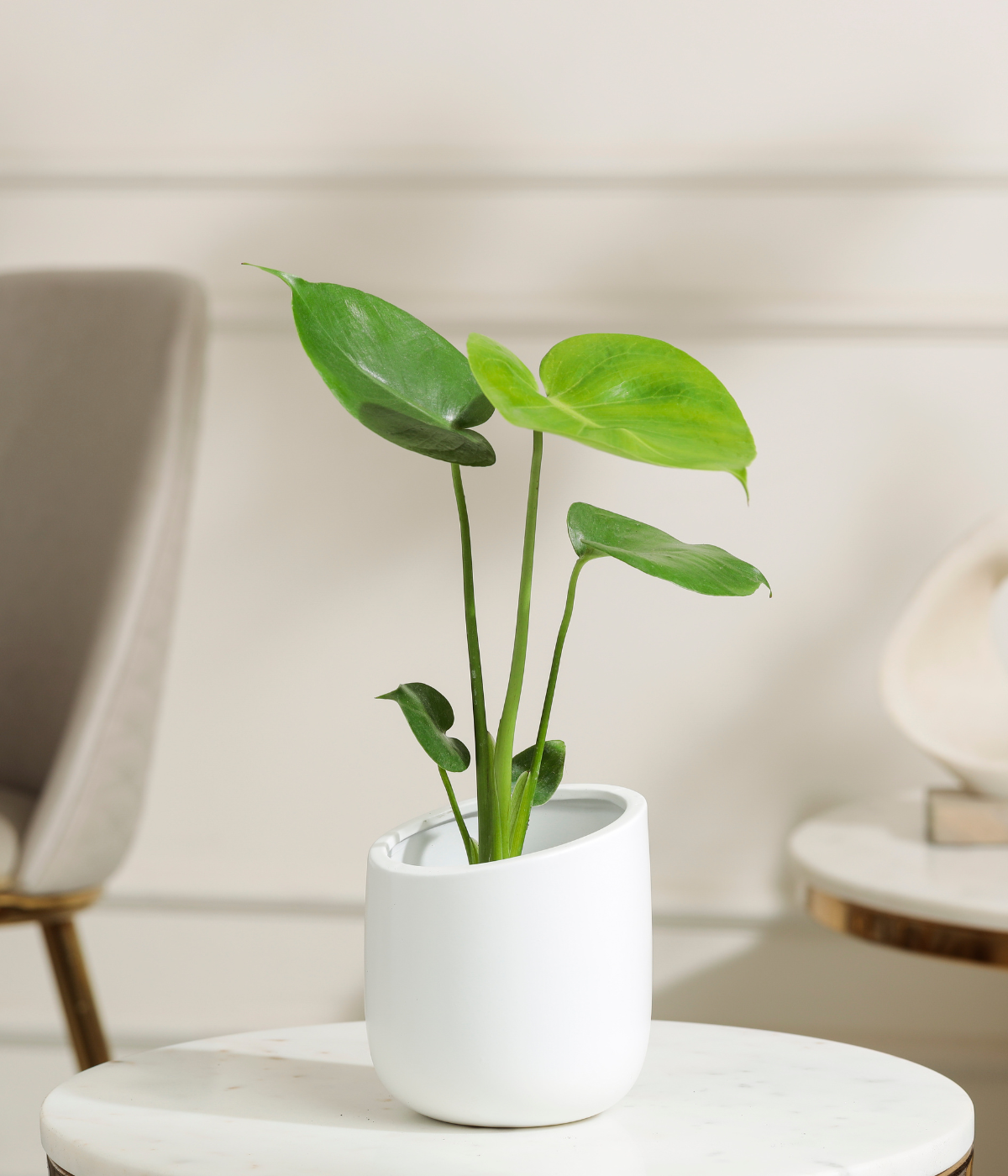 Baby Monstera