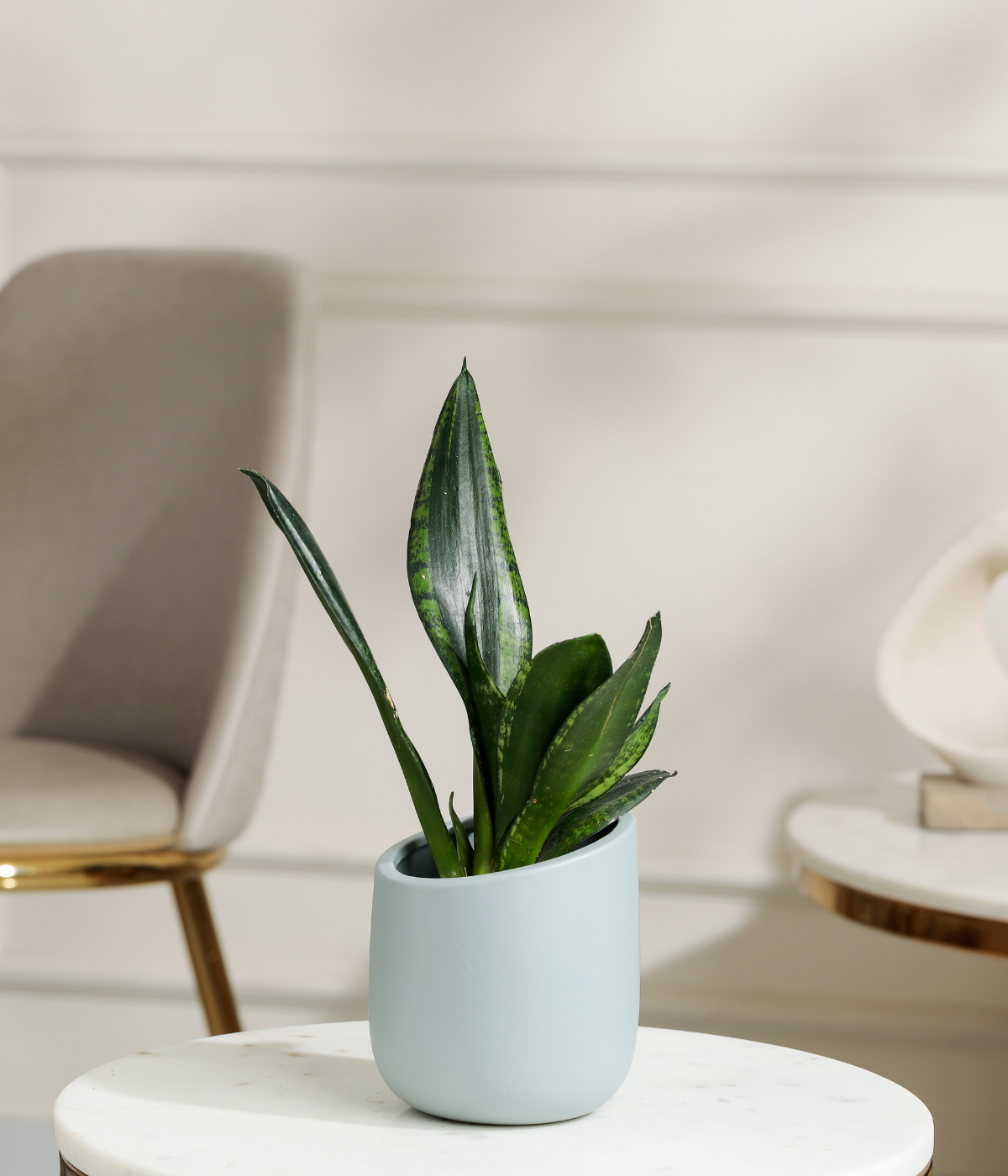 Green Snake Plant