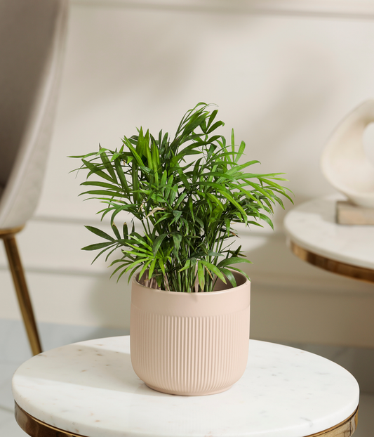 Bamboo Palm Plant